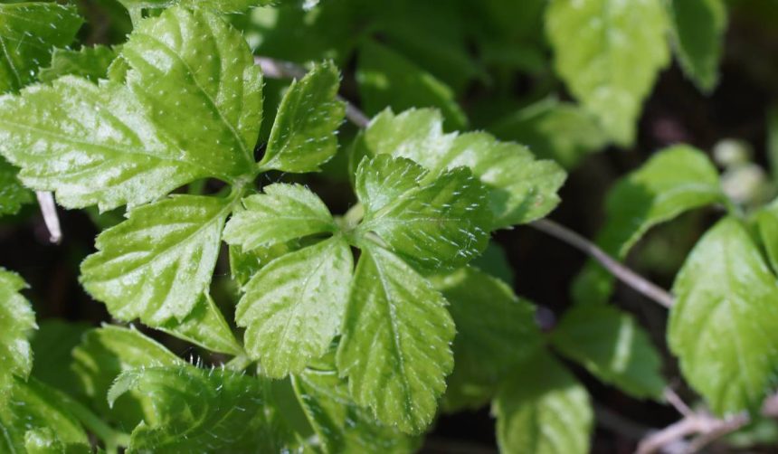 iarba nemuririi mai sanatoasa decat ceaiul verde planta care reduce colesterolul si stimuleaza metabolismul 67effd1a9360d