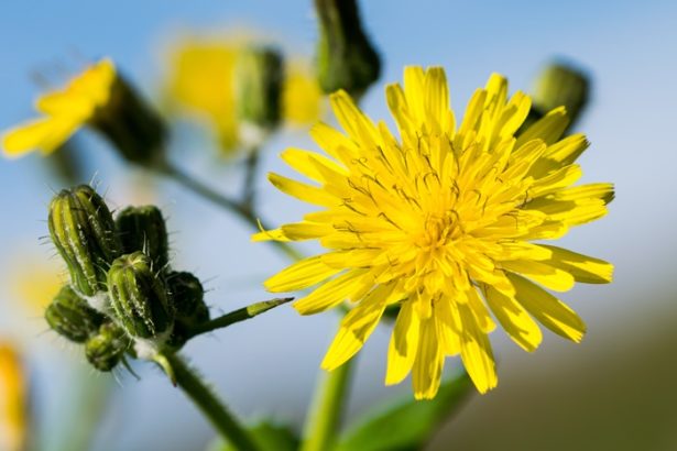 ierburile din farmacia dacilor tot mai cautate de romani cat de sanatoase sunt urzica si leurda 67fe25b7bceb6
