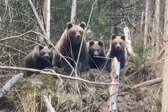 o ursoaica cu doi pui a fost vazuta intr o comuna din judetul neamt a fost emis un mesaj ro alert 6803839ee7ad5