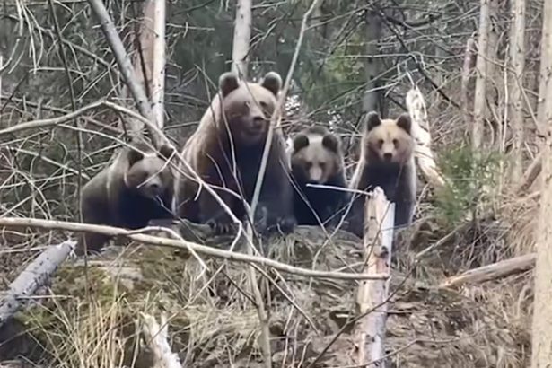 o ursoaica cu doi pui a fost vazuta intr o comuna din judetul neamt a fost emis un mesaj ro alert 6803839ee7ad5