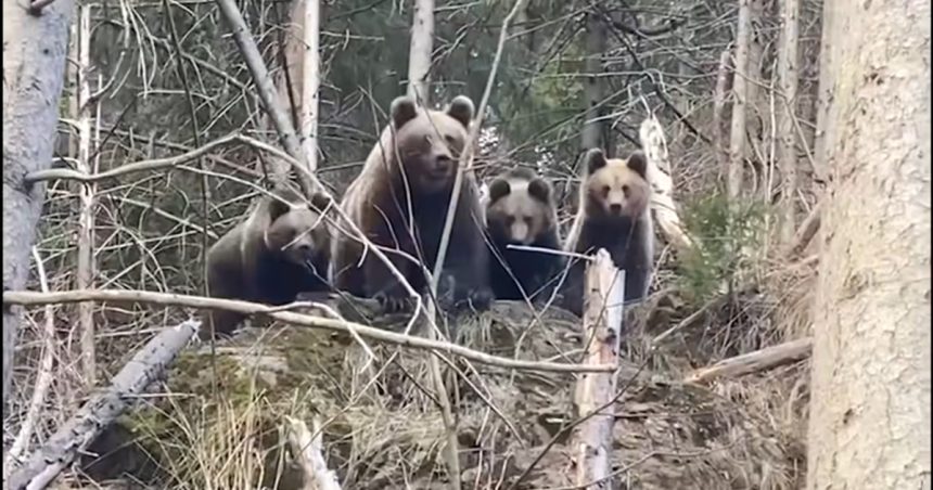 o ursoaica cu doi pui a fost vazuta intr o comuna din judetul neamt a fost emis un mesaj ro alert 6803839ee7ad5