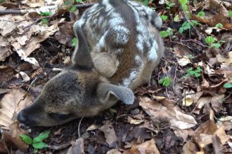 pericol pentru animalele de la zoo o caprioara de la gradina zoologica din craiova a murit dupa ce a fost hranita de turisti 680f28e19070d