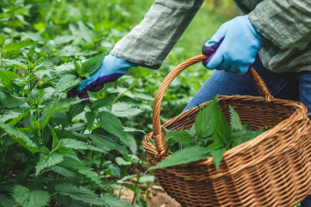 planta de primavara care are proprietati terapeutice specialistii sustin detoxifica organismul si elimina toxinele din corp 680b0a2feb2f4