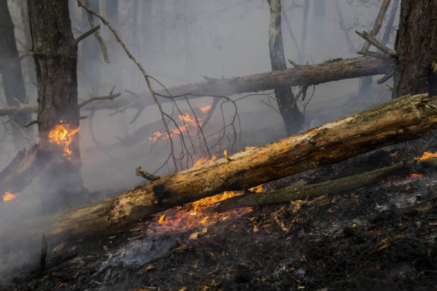 pompierii din arges incearca sa stinga un incendiu de padure extins pe aproape 30 000 mp vantul puternic ingreuneaza interventia 6802321e43e55