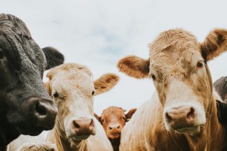 romania a activat mecanismele de urgenta pentru protejarea sanatatii animalelor apelul ansvsa pentru fermieri 67f91e4a5f36b