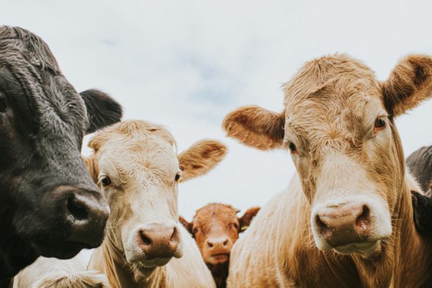 romania a activat mecanismele de urgenta pentru protejarea sanatatii animalelor apelul ansvsa pentru fermieri 67f91e4a5f36b