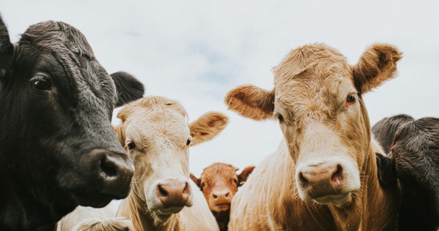 romania a activat mecanismele de urgenta pentru protejarea sanatatii animalelor apelul ansvsa pentru fermieri 67f91e4a5f36b