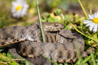 un barbat a fost muscat de vipera in zona voronetului a ajuns la sectia de terapie intensiva a scju suceava 6807b63b928e7