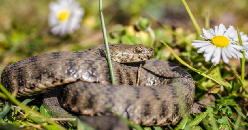 un barbat a fost muscat de vipera in zona voronetului a ajuns la sectia de terapie intensiva a scju suceava 6807b63b928e7