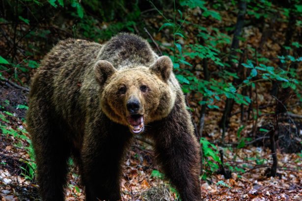 un urs a aparut in apropiere de statiunea busteni a fost emisa o avertizare ro alert al treilea mesaj de acest fel in ultimele 3 zile 68095190595cc