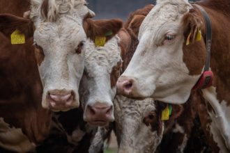 ungaria a detectat al cincilea focar de febra aftoasa si sacrifica tot mai multe bovine 6801407c084fd