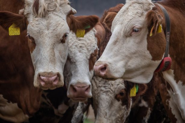 ungaria a detectat al cincilea focar de febra aftoasa si sacrifica tot mai multe bovine 6801407c084fd