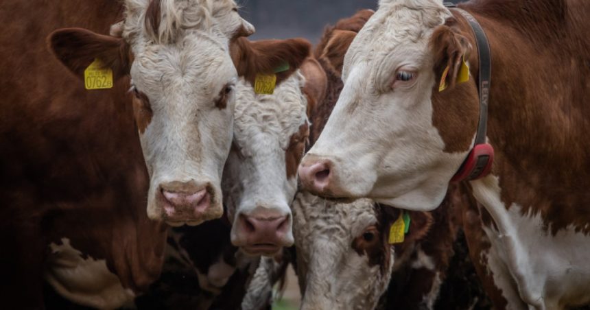 ungaria a detectat al cincilea focar de febra aftoasa si sacrifica tot mai multe bovine 6801407c084fd
