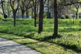 video cosirea mozaicata a ierbii din timisoara concept venit din occident nu este pe placul multor locuitori arata foarte urat 67f69aeeeeb95