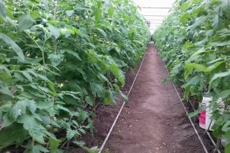 video guvernul ajuta agricultorii care cultiva legume in sere si solarii cu 350 milioane lei 67ee4f7cab33a