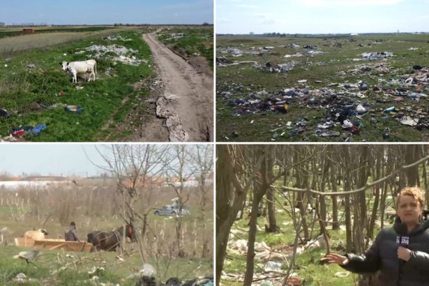 video imagini revoltatoare hectare intregi de pasune si padure transformate in groapa de gunoi ce sa facem vine omul si le arunca 67f74d0da9e9a