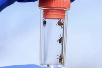 video invazie de capuse in parcuri si zone verzi medicii avertizeaza asupra riscului de boala lyme 67ef8e3cedf57