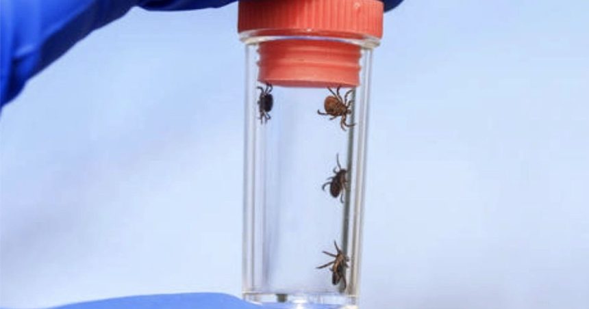 video invazie de capuse in parcuri si zone verzi medicii avertizeaza asupra riscului de boala lyme 67ef8e3cedf57