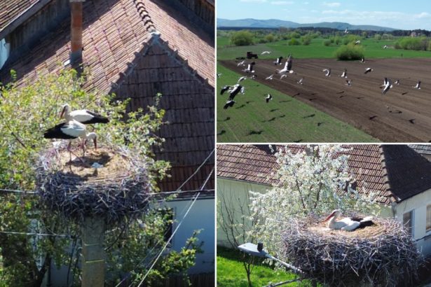 video judetul cu 400 de cuiburi de berze imagini spectaculoase din comuna in care aproape fiecare stalp e acasa pentru zeci de inaripate 680ce273a5621