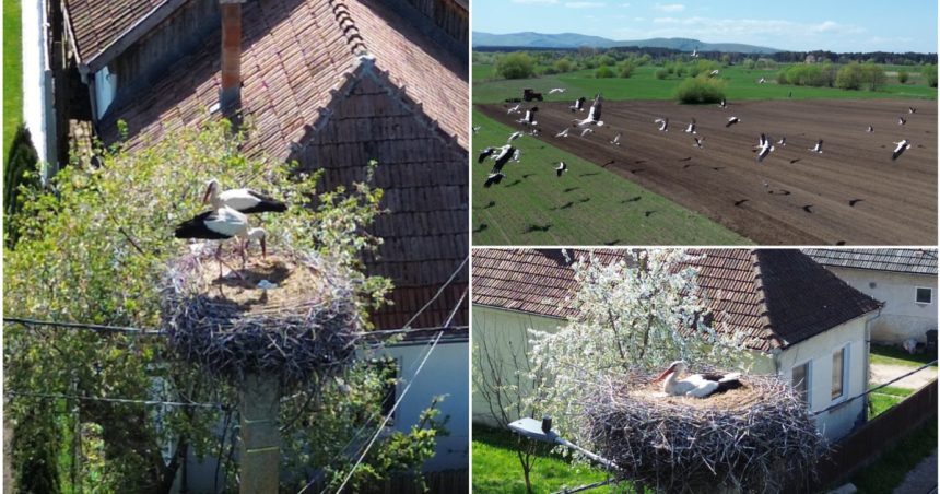 video judetul cu 400 de cuiburi de berze imagini spectaculoase din comuna in care aproape fiecare stalp e acasa pentru zeci de inaripate 680ce273a5621