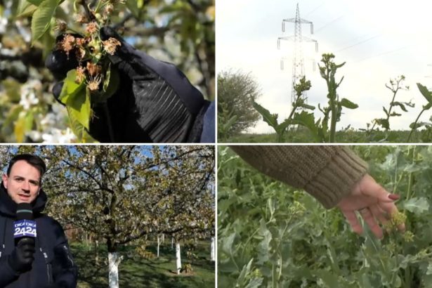 video nu ne mai asteptam la aceasta zapada prapad in livezi si pe camp din cauza valului de frig din ultimele zile 67f4a68a2caba