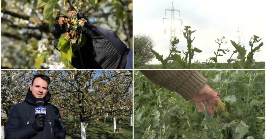 video nu ne mai asteptam la aceasta zapada prapad in livezi si pe camp din cauza valului de frig din ultimele zile 67f4a68a2caba