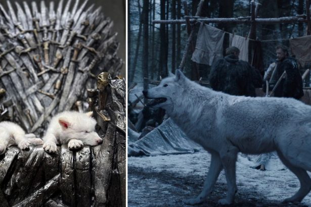 video primul proces de dez extinctie din lume lupii stravechi din seria game of thrones readusi la viata prin inginerie genetica 67f51bbb692f9