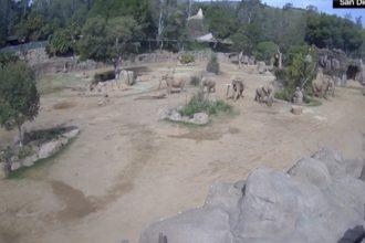 video reactia unor elefanti de la gradina zoologica din san diego in timpul unui cutremur isi protejeaza cei mai tineri membri ai turmei 67fe077b8267f