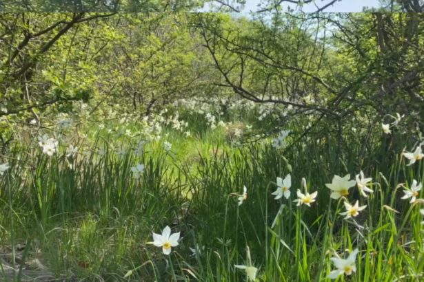 video spectacolul naturii la doar 5 kilometri de targu jiu poiana narciselor a inflorit ce risca cei care rup florile din aria protejata 680dad33a1443