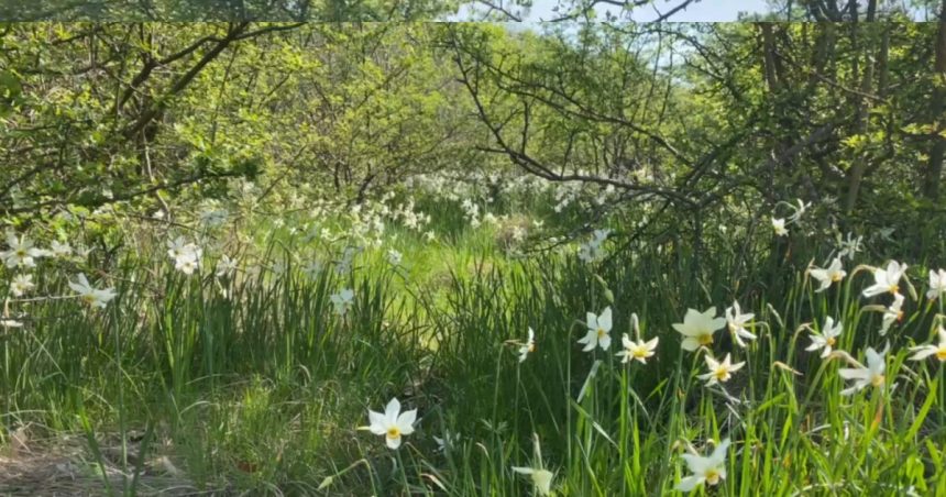 video spectacolul naturii la doar 5 kilometri de targu jiu poiana narciselor a inflorit ce risca cei care rup florile din aria protejata 680dad33a1443