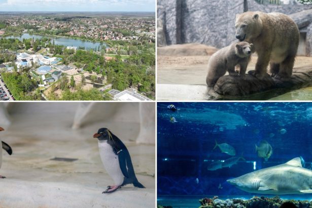 videofoto gradina zoo din ungaria in care traiesc 5 000 de animale mii de romani ii trec anual pragul e o senzatie incredibila 6809b8b0afa0e