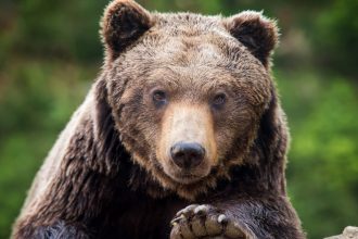 alerta in prahova doi ursi au fost vazuti pe strazile din sinaia si din comuna cornu 68219a63c71f0