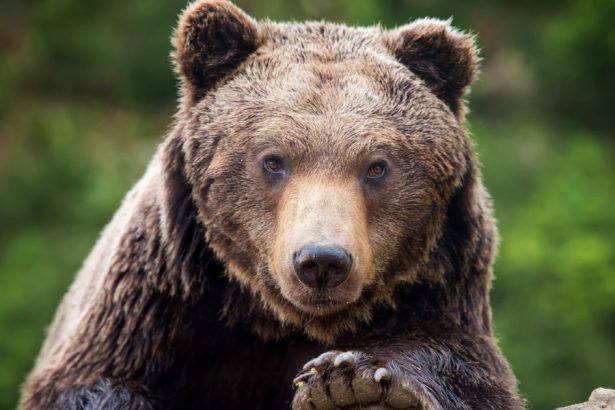 alerta in prahova doi ursi au fost vazuti pe strazile din sinaia si din comuna cornu 68219a63c71f0
