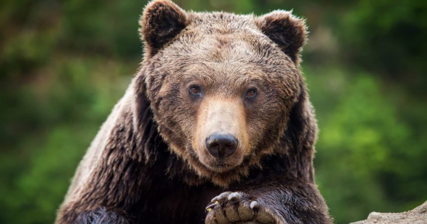 alerta in prahova doi ursi au fost vazuti pe strazile din sinaia si din comuna cornu 68219a63c71f0