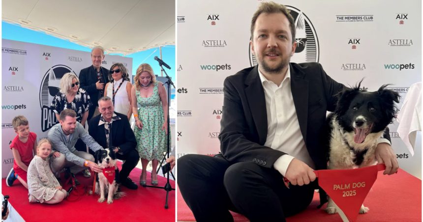 cannes 2025 un ciobanesc islandez a primit trofeul palme dog pentru cea mai buna interpretare canina 68337349278d1