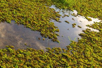 caviarul verde leguma care i a innebunit pe europeni creste in apa si se foloseste pentru a trata guta sau artrita reumatoida 682b428f0c3dd