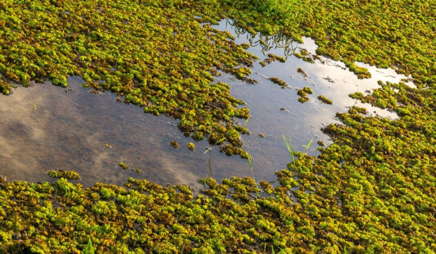 caviarul verde leguma care i a innebunit pe europeni creste in apa si se foloseste pentru a trata guta sau artrita reumatoida 682b428f0c3dd