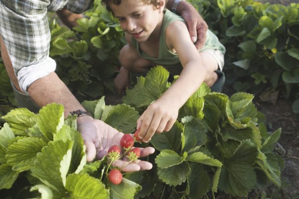 conceptul culege ti singur fructele ia amploare in romania ce reducere primesc clientii care merg direct in livezi sau pe plantatii 682416b2cdde7