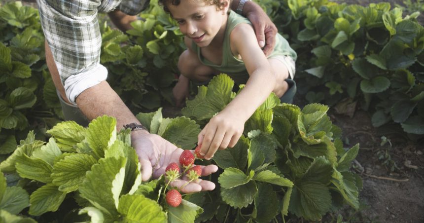 conceptul culege ti singur fructele ia amploare in romania ce reducere primesc clientii care merg direct in livezi sau pe plantatii 682416b2cdde7