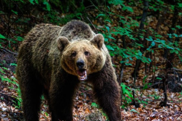 o femeie a fost muscata de urs pe transfagarasan a fost emis mesaj ro alert 6836fd5f1a85c