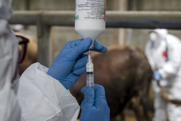 onu avertizeaza europa se confrunta cu cea mai grava epidemie de febra aftoasa de la inceputul secolului 6818d020d369c