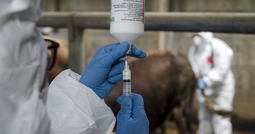 onu avertizeaza europa se confrunta cu cea mai grava epidemie de febra aftoasa de la inceputul secolului 6818d020d369c