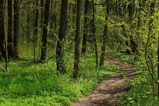 padurea crang redevine rezervatie naturala protejata dupa o decizie definitiva a curtii de apel ploiesti 682454cc3aaaa