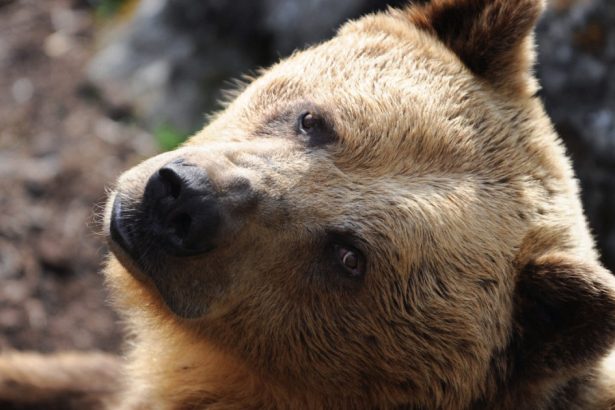 slovacia autorizeaza vanzarea carnii de urs brun catre populatie decizie controversata specia este protejata in ue 68370fe63d455