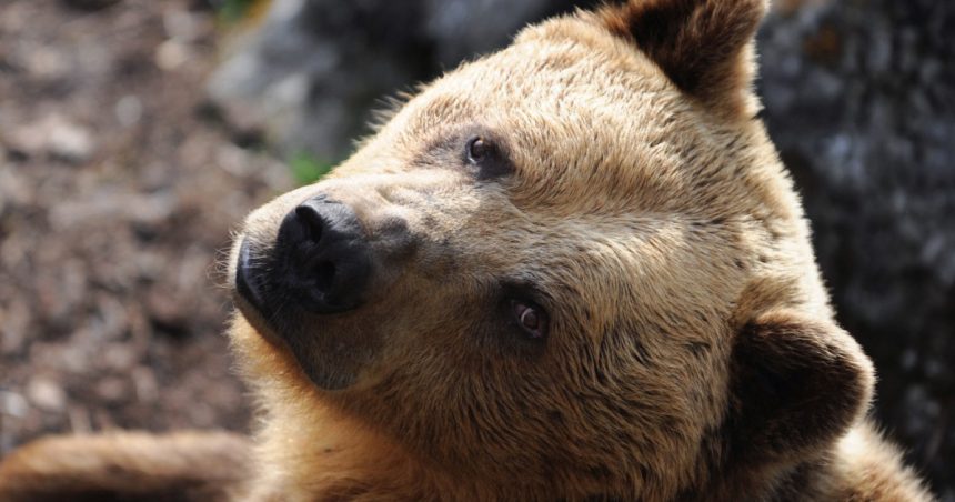 slovacia autorizeaza vanzarea carnii de urs brun catre populatie decizie controversata specia este protejata in ue 68370fe63d455