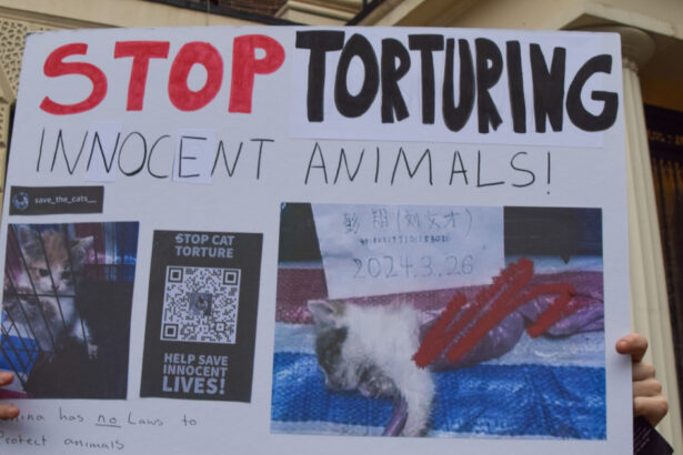 subcultura bolnava a tortionarilor de pisici razboiul secret dintre iubitorii de feline si cei care fac bani din zoosadism 683afd5fa8949