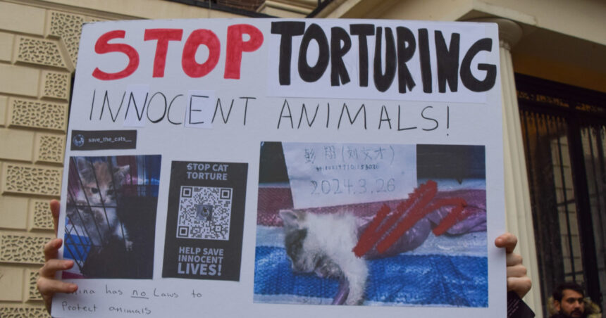 subcultura bolnava a tortionarilor de pisici razboiul secret dintre iubitorii de feline si cei care fac bani din zoosadism 683afd5fa8949