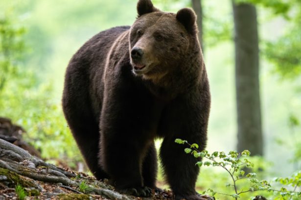 trei mesaje ro alert emise de autoritatile din prahova dupa aparitia unor ursi in sinaia si cornu 68276270dabfd