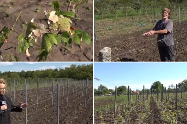 video culturile viticole distruse de grindina cum arata plantatiile de vita de vie dupa ploaia cu gheata care a lovit sudul romaniei 6837f9528ae06