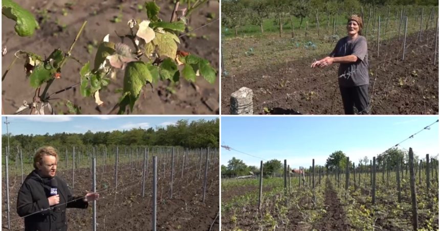 video culturile viticole distruse de grindina cum arata plantatiile de vita de vie dupa ploaia cu gheata care a lovit sudul romaniei 6837f9528ae06
